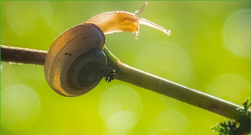 win10清晨主题包下载